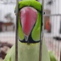 طوطی ملنگو نر سخنگو