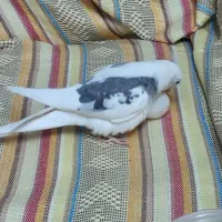 طوطی عروس آلبینو دوکت گمشده به اسم مروارید|حیوانات|قم, باسکول|دیوار