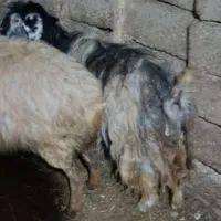 گوسفندبا بره نربفروش میرسد|حیوانات مزرعه|اهر, |دیوار