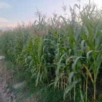 ذرت علوفه ای|عمدهفروشی|سرخنکلاته, |دیوار