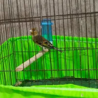 2 تا سهره قناری|پرنده|چهاردانگه (تهران), |دیوار