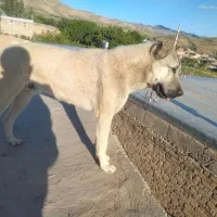سگ سرابی|سگ|ماهنشان, |دیوار