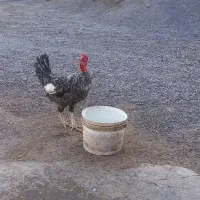 دو عدد خروس محلی اصل زیر مرغی