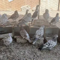 کبوتر|پرنده|زاهدان, |دیوار