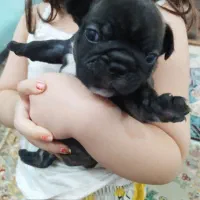 سگ فرنچ بولداگ