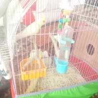 ۳۰۰۰۰۰۰۰|پرنده|خوی, |دیوار