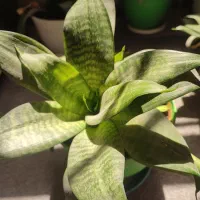 سانسوریا پاکوتاه|گل و گیاه طبیعی|تهران, شادمان|دیوار