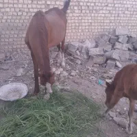 اسب|اسب و تجهیزات اسبسواری|قم, جاده معدن|دیوار
