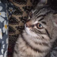 گربه گوگولی|گربه|نیشابور, مدرس|دیوار