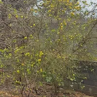 ویلای شمال تهاتری با آپارتمان تهران