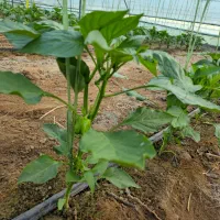 کارگر دائم برای گلخانه