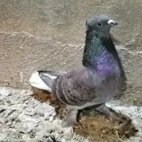 کبوتر|پرنده|قم, چهار مردان|دیوار