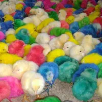 جوجه رنگی عمده ارسال به شهرستان|حیوانات مزرعه|مشهد, شهید قربانی|دیوار