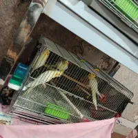 عروس هلندی  و کلوته برزیلی|پرنده|سراوان, |دیوار