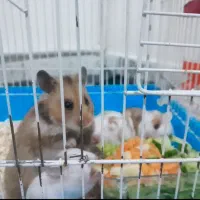 همستر|موش و خرگوش|رفسنجان, |دیوار