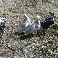 تخم گلین ماییوم