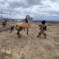 اسب صواری|حیوانات مزرعه|لردگان, |دیوار