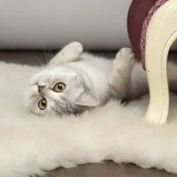 بیریتش ماده