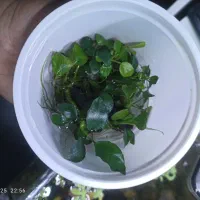 گیاه پلنت انوبیاس|ماهی|تهران, حر|دیوار