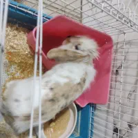خرگوش خونگی|موش و خرگوش|کرج, شاهینویلا|دیوار