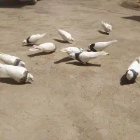 پرنده،،طوقی