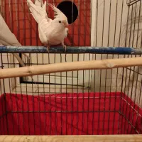 یک جفت عروس هلندی البینو کاملا سفید|پرنده|قدس, شهرک دانش|دیوار