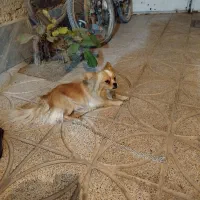 سگ معاوضه با قناری یا سهره وسیله منزل