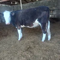 باسلام فروش یک راس گاو وشنگل|حیوانات مزرعه|سیسخت, |دیوار