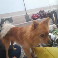 سلام سگ شیتز فلت وتوله معاوضه میکنم با پرنده|سگ|مشهد, رسالت|دیوار