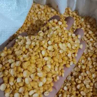 لپه ریز آذرشهر