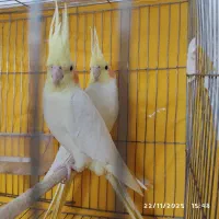 عروس هلندی|پرنده|امیدیه, |دیوار