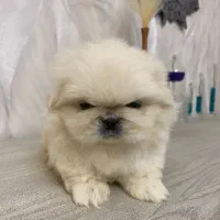 پکینیز امپریال سفید سایز ریز|سگ|رشت, لاکانی|دیوار