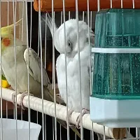 عروس هلندی نر