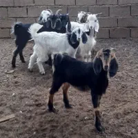 ۷عدد بز چنبیش