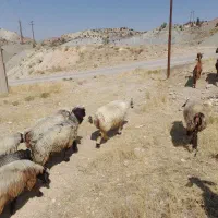 قوچ|حیوانات مزرعه|سپیدان, |دیوار