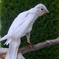 قناری|پرنده|ساوه, |دیوار