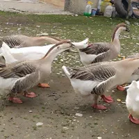 اوردک  ۵۰ عدد و غو غاز اصل و مرغ شاخدارقیمت مناسب