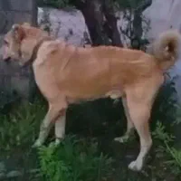 واگذاریه سراب نر