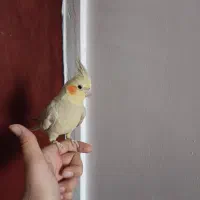 یک جفت عروس هلندی اهلی سالم و سخنگو