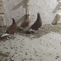 چند جفت نرماده خوشکل تخم جوجه ای ضمانتی