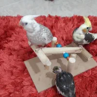 عروس هلندی ۲ماهه،بسیار دوستداشتنی زیبا|پرنده|فومن, |دیوار