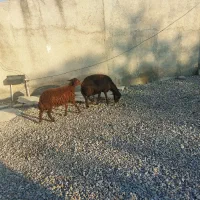 گوسفند ابست و بره نر|حیوانات مزرعه|آق قلا, |دیوار