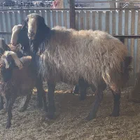 قوچ شال اسیل