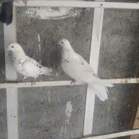 چندجفتکفتردرجهیکمخصوصجوجهگیری|پرنده|فلاورجان, |دیوار