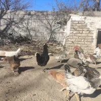 مرغ و خروس و جوجه|حیوانات مزرعه|تویسرکان, |دیوار