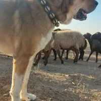 سگ گله ای سن ۴سالشه نیشای بالا شکسته|سگ|سبزوار, توحیدشهر|دیوار