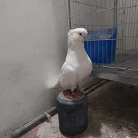 نرنک قنار