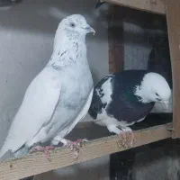 کبوتر سرخ|پرنده|گرگان, |دیوار