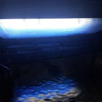 آکواریوم نیم دایره ماهیران ۸۰ لیتر|ماهی|قدس, شهرقدس|دیوار