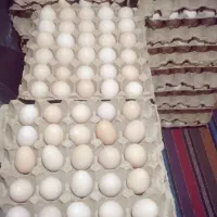 تخم مرغ محلی|خوردنی و آشامیدنی|شاهرود, |دیوار